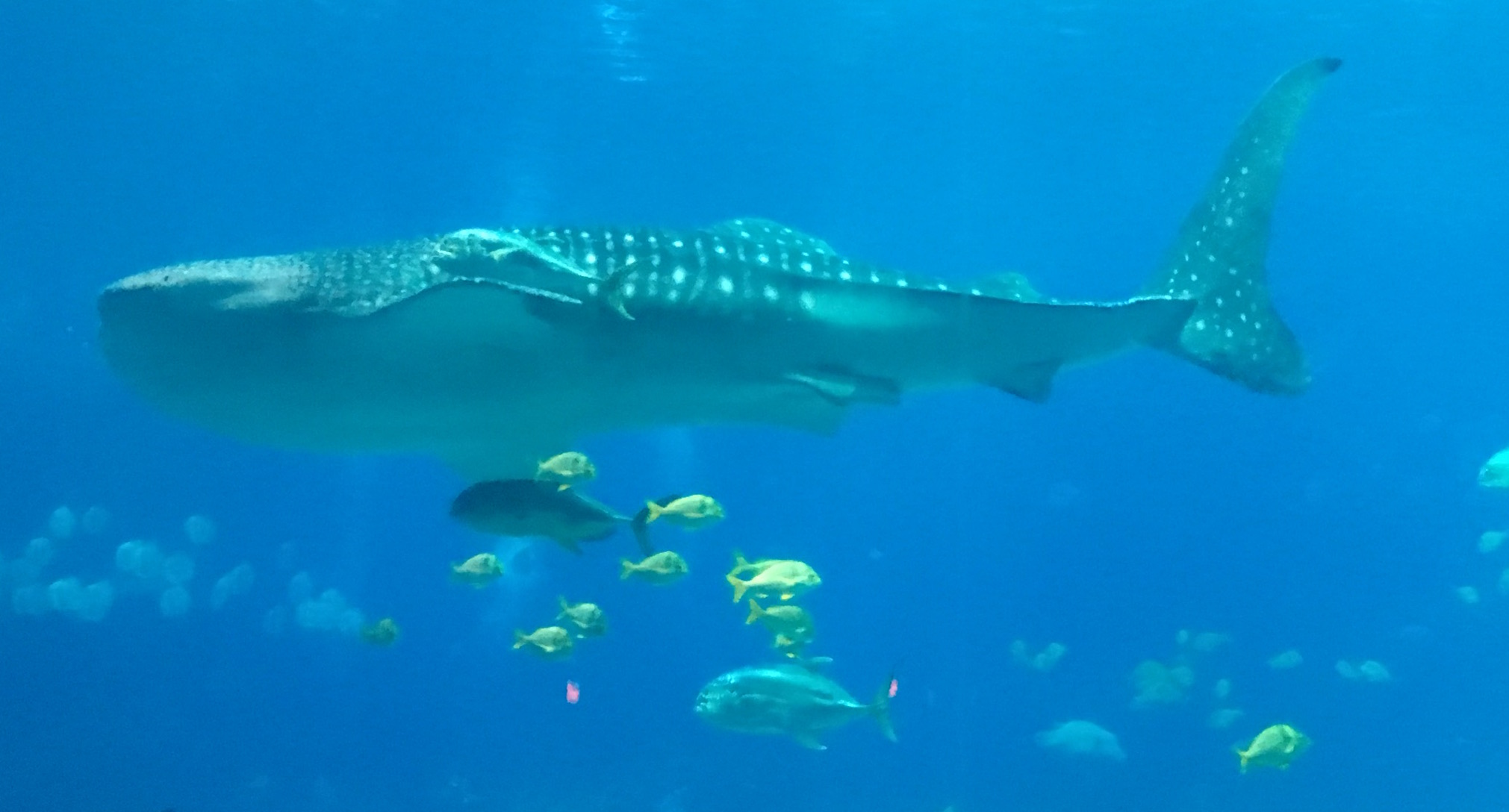 Georgia Aquarium