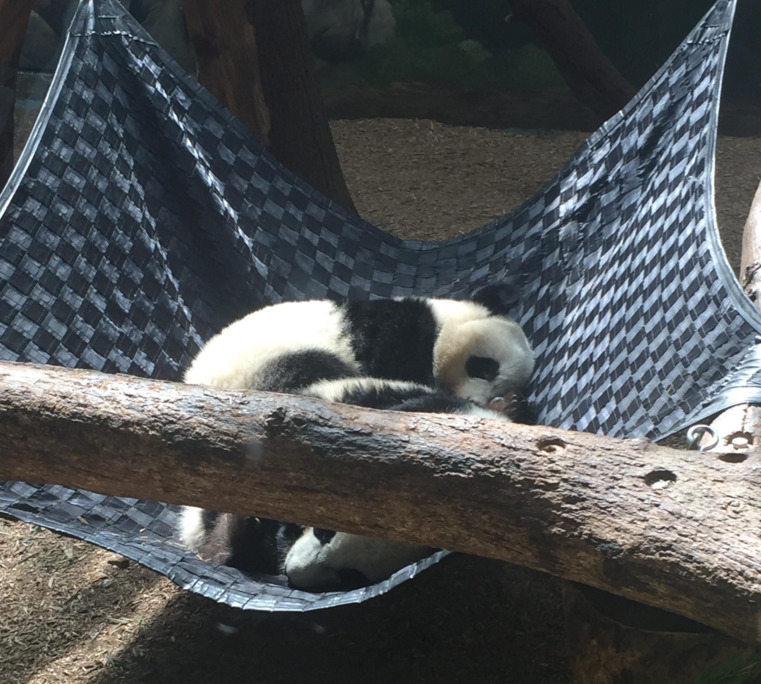 Twin Giant Panda Cubs