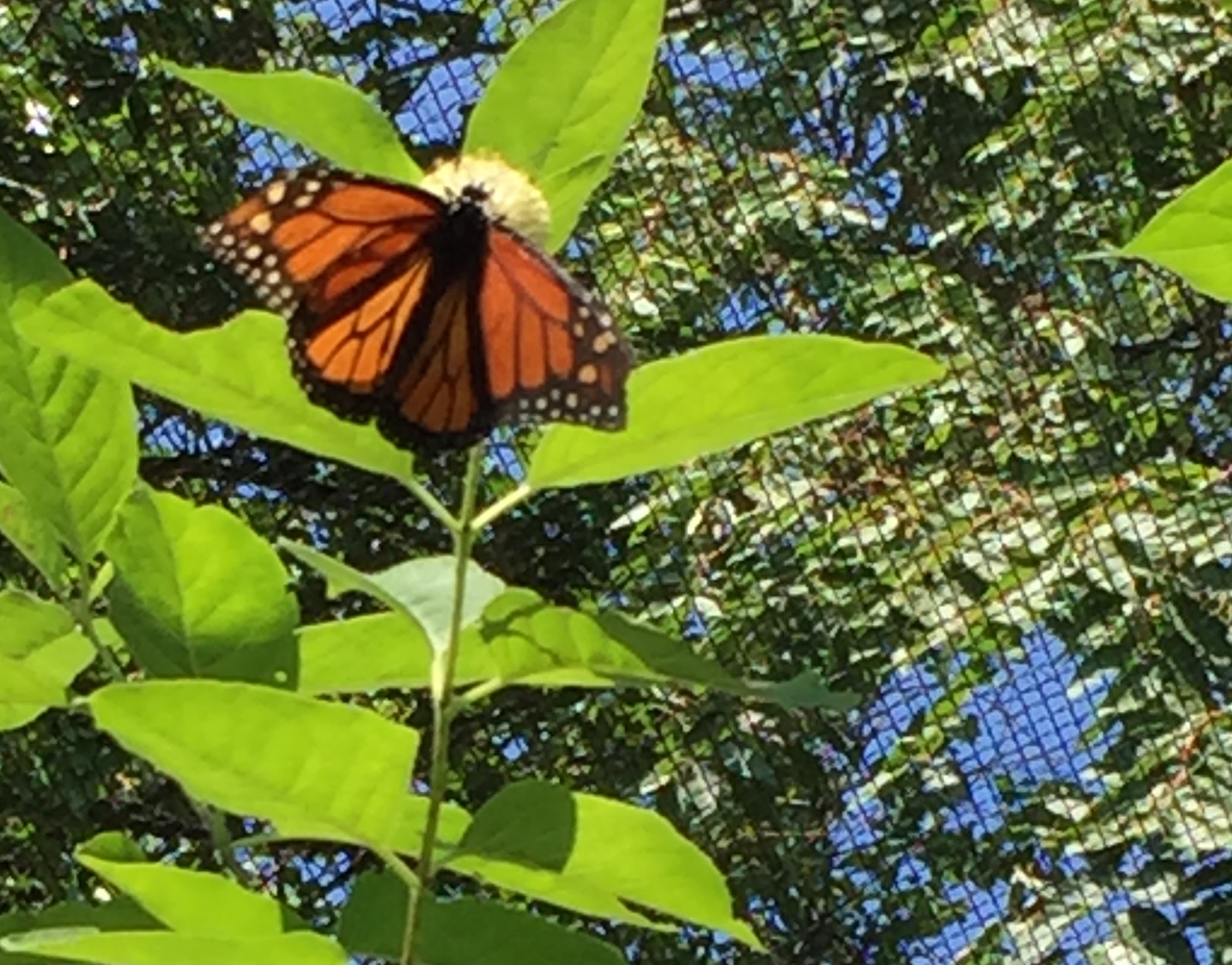 Butterfly Garden at Louisville Zoo