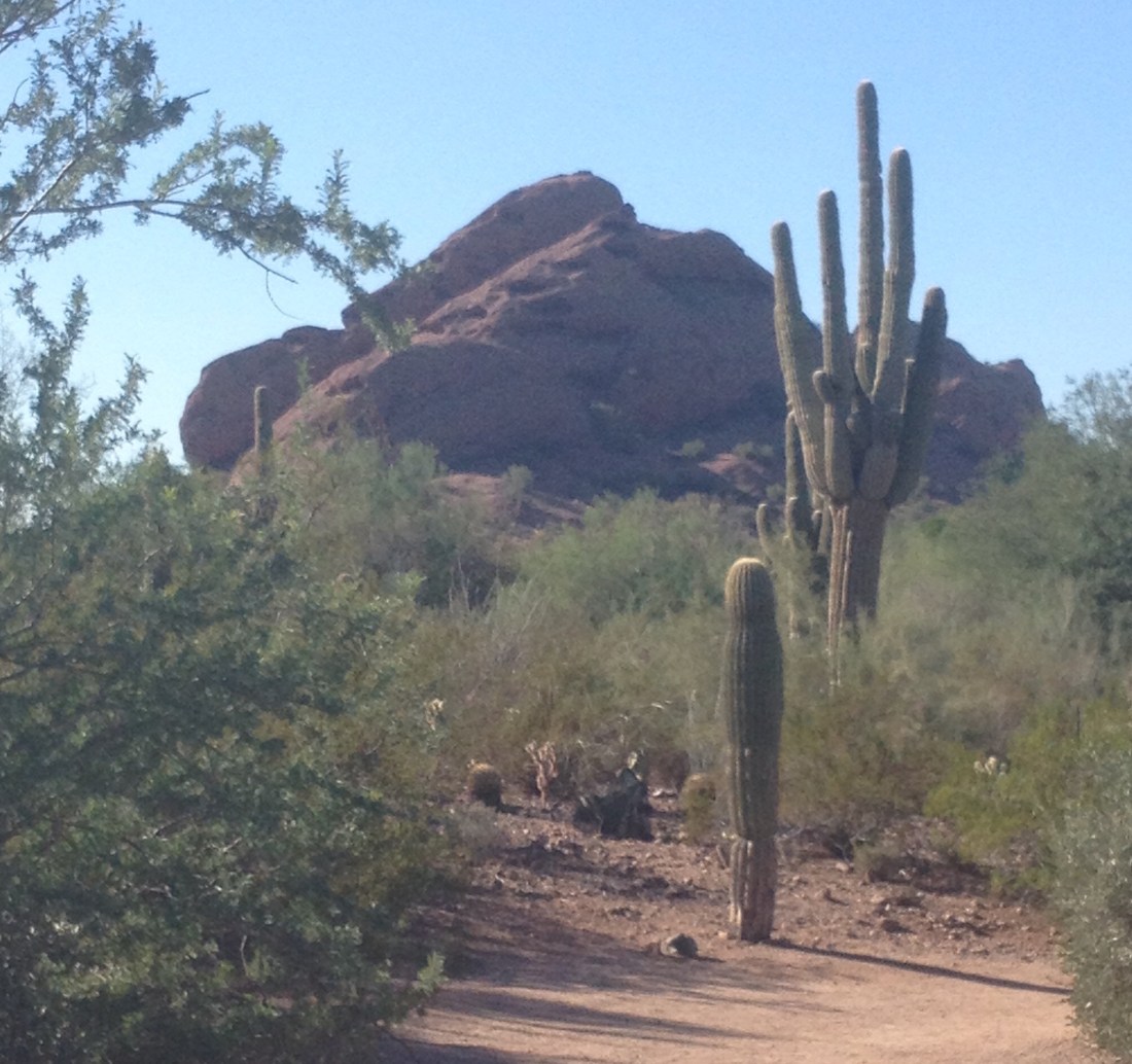 Phoenix Cactus Papago Park