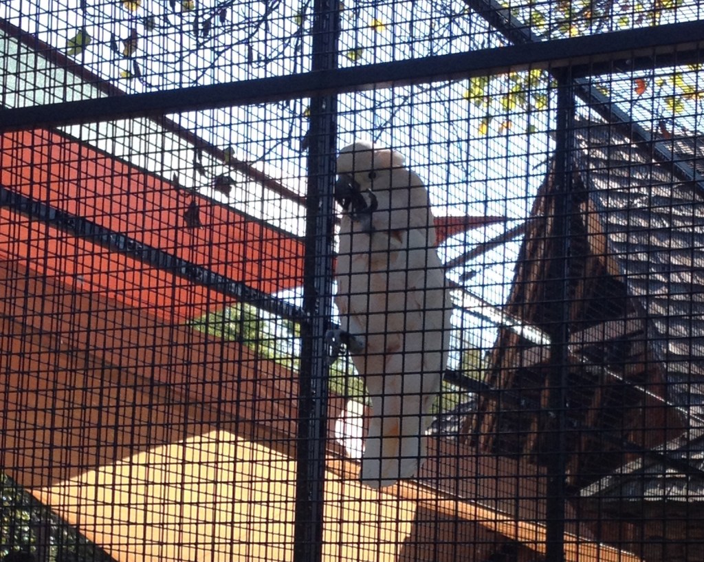 Little Rock Zoo Cockatoo